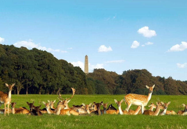 Phoenix-park